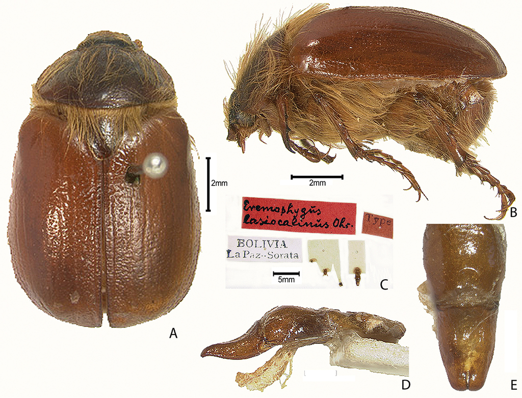 Synopsis of the pelidnotine scarabs (Coleoptera, Scarabaeidae, Rutelinae,  Rutelini) and annotated catalog of the species and subspecies