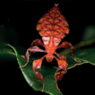 ﻿On seven undescribed leaf insect species r ...
