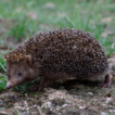﻿A new species of forest hedgehog (Mesechinus, E ...