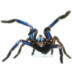 ﻿A new electric-blue tarantula species o ...