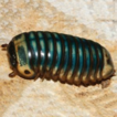 ﻿A new jewel-like species of the pill-millipede g ...