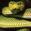 ﻿A new species of pit-viper from the A ...