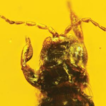 New stenurothripid thrips from mid-Cretaceous ...