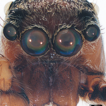 Eleven species of jumping spiders from ...