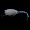 Dimorphostylis pilocorpus sp. nov. (Crustacea, ...