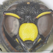The solitary wasp genus Orancistrocerus ...