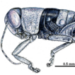 Two new genera of grasshoppers (Orthoptera, ...