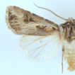 Agrotis villenensis—a new species of N ...