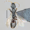 New species and barcode analysis of Bethylus ...