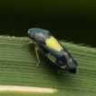 Mukaria sakaeratensis sp. nov. (Hemiptera, ...