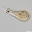 Protist ecology in Patagonian peatlands: ...