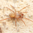 Three new species of the genus Cicurina ...