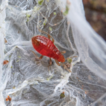 First record of silk-loving genus Embiophila ...