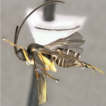 A revision of the parasitoid wasp genus ...