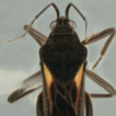 A new species and updates on Paravelia ...