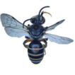 Bees of subfamily Nomiinae (Hymenoptera, ...