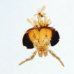 Three new species of Psectrocladius Kieffer ...