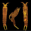 A new species of Tetragoniceps Brady, ...