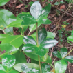 An annotated checklist of the psyllids ...
