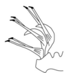 Mites of the genus Bryobia (Acari, Tetranychidae): ...