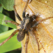 Three new genera of wolf spiders (Araneae, ...