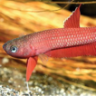 Phylogenetic analysis of Betta coccina ...