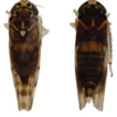 One new species and three new records ...