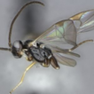 A revision of the parasitoid wasp genus ...