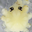 A survey of Belisana spiders (Araneae, ...