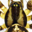 Three new species of the genus Weintrauboa ...