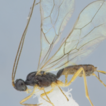 Genera Colastes Haliday, Colastinus Belokobylskij, ...