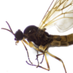 New species of Plesioaxymyia Sinclair ...