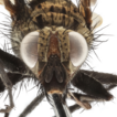 Chaomyia, a new monotypic genus of Tachininae ...