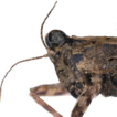 Mitochondrial phylogenomics of pygmy ...