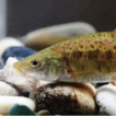 A new species of Sinocyclocheilus (Cypriniformes, ...