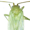 Taxonomic review of the genus Zanchius ...