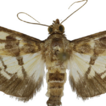 Revision of the genus Hemopsis Kirti ...