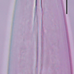 Two new and two known species of the ...