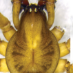 Review of the genus Ageleradix Xu & ...
