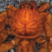 Description of two new huntsman spiders ...