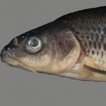 Pseudobarbus outeniqua sp. nov., a new ...