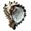 Molecular and morphological data support ...