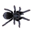 Size matters: a new genus of tarantula ...