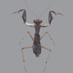 A taxonomic review of the order Mantodea ...