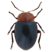 The genus Nisotra Baly, 1864 (Coleoptera, ...