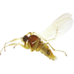 The genus Platypalpus Macquart (Diptera, ...