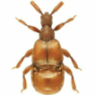 Clavigeritae (Coleoptera, Staphylinidae, ...