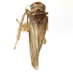 Revision of the leafhopper genus Smyga ...