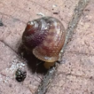 瓜类陆生蜗牛种类名录。。。