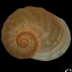 A new species of freshwater snail of ...